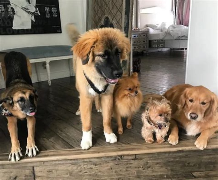 Kyle Richards rescue dogs
