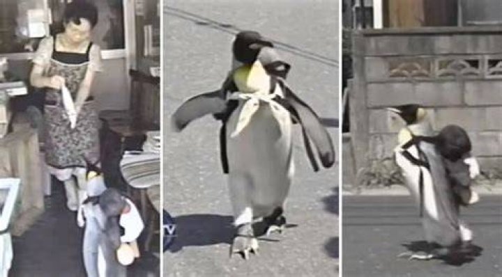 Lala the rescued King Penguin Shopping in Japan