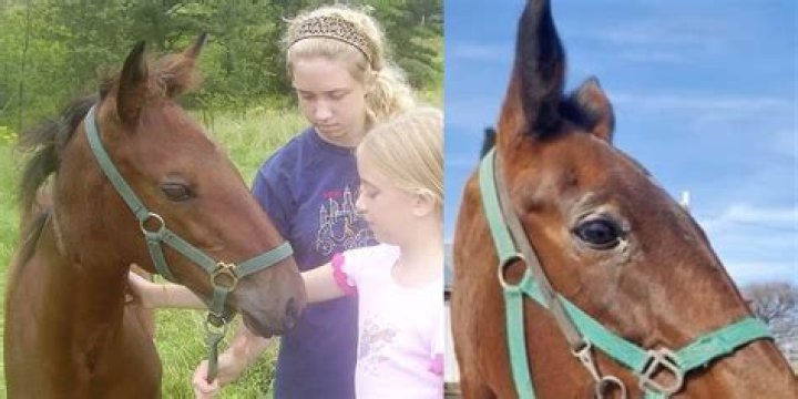 Meaghan Martin Pets
