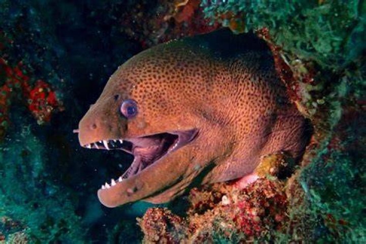 Most Dangerous Fish- Moray eel