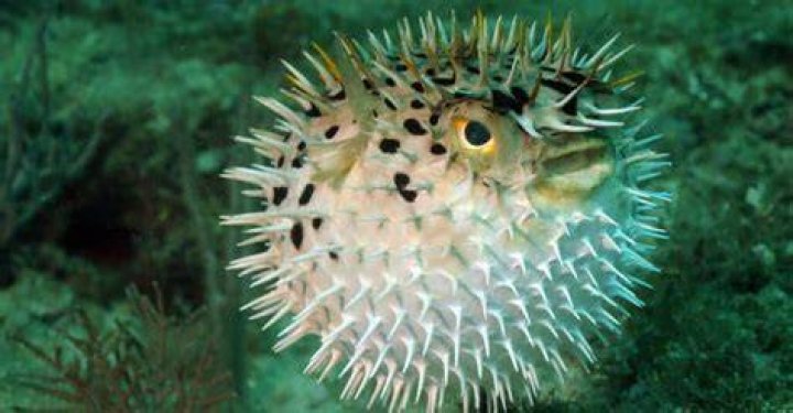 Most Dangerous Fish- Pufferfish