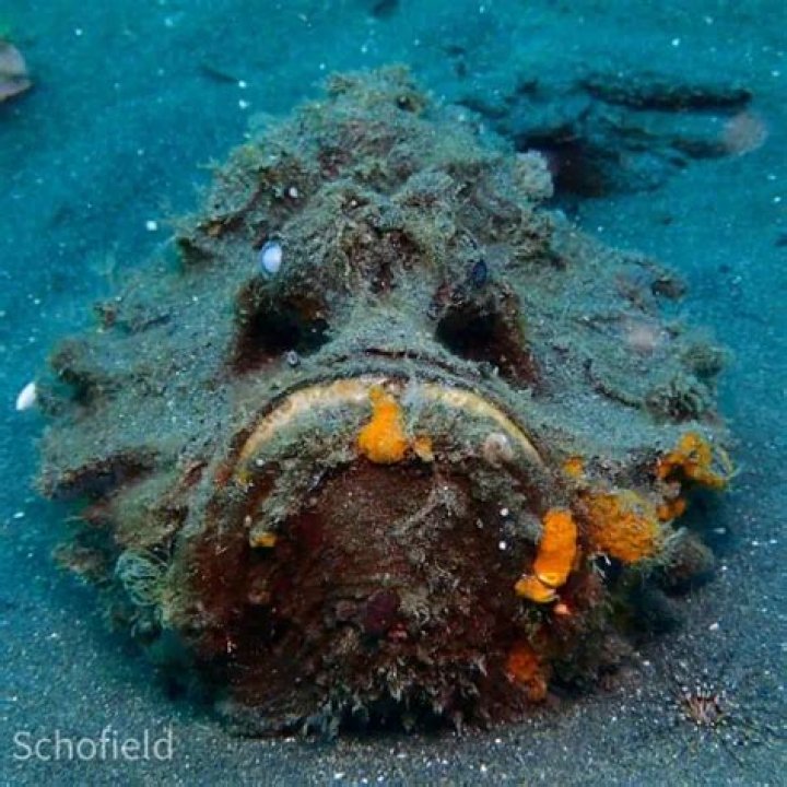 Most Dangerous Fish- Stonefish