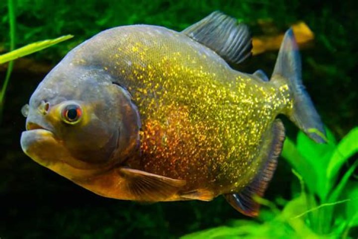 Piranha