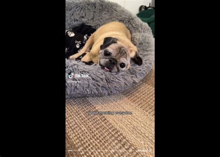 RIP Noodle the Pug! TikTok star ‘Bones or No Bones’ predictions passed away at age 14 RIP Noodle the Pug! TikTok star ‘Bones or No Bones’ predictions passed away at age 14