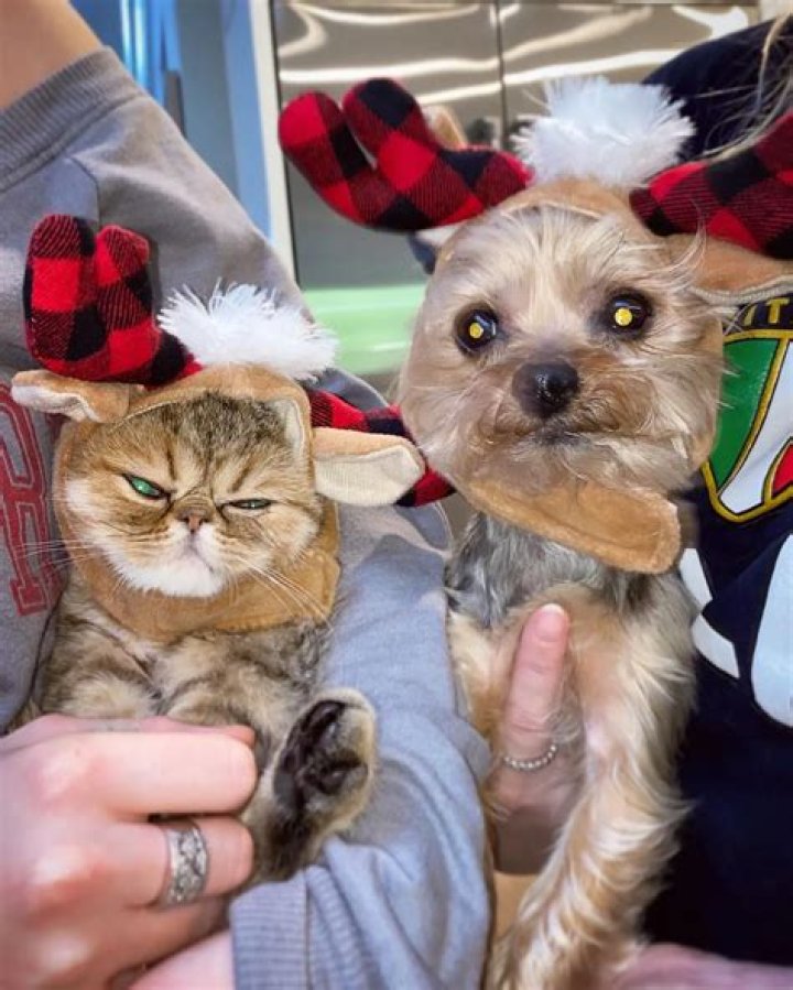 Ryan Whitney Pets