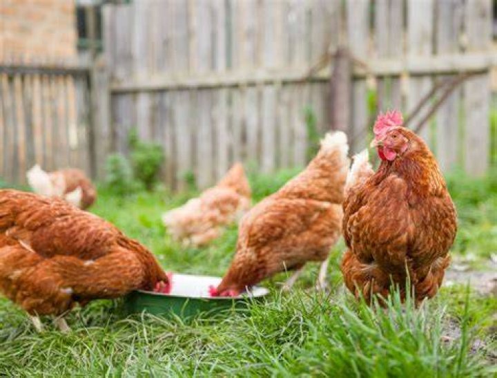 Should chickens be on grass or dirt?