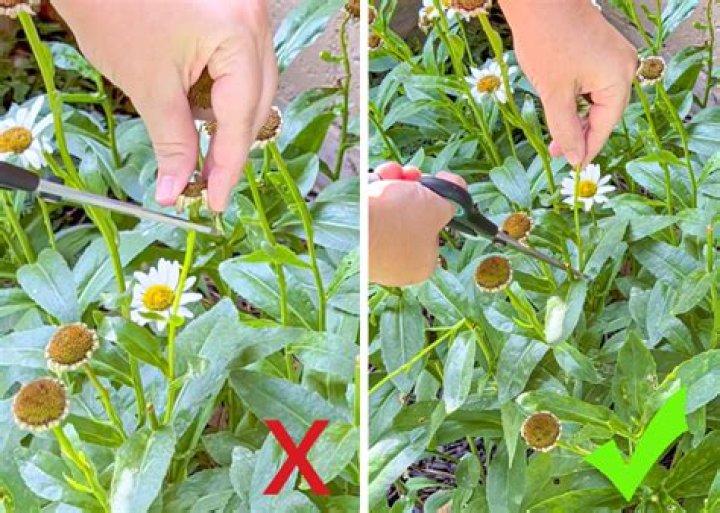 Should you deadhead straw flowers?
