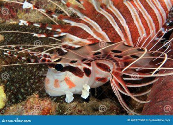 Spotfin-Lionfish