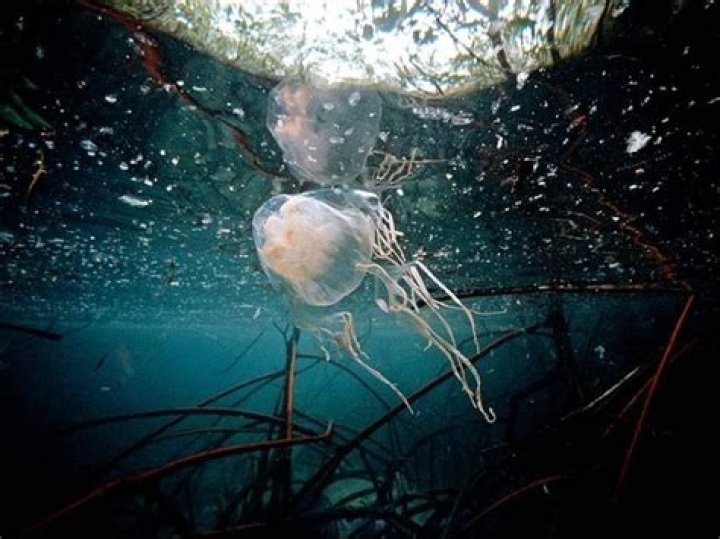 The-Box-Jellyfish