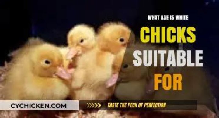 What age is white chicks suitable for?