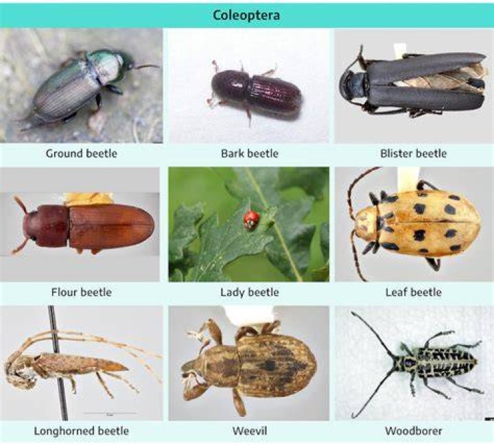 What are immature beetles called?