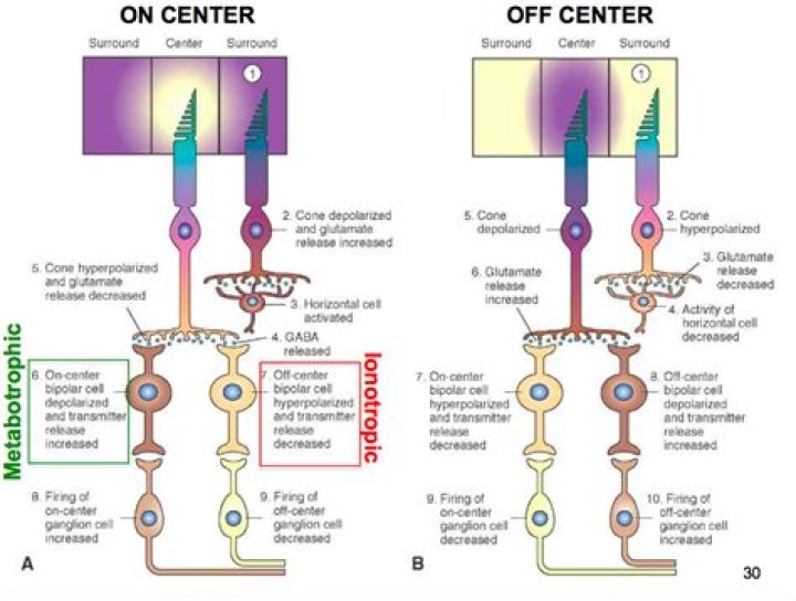 WHAT ARE ON and OFF bipolar cells?