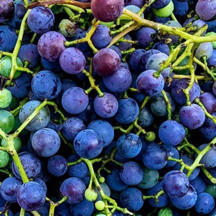 What do concord grapes taste like?