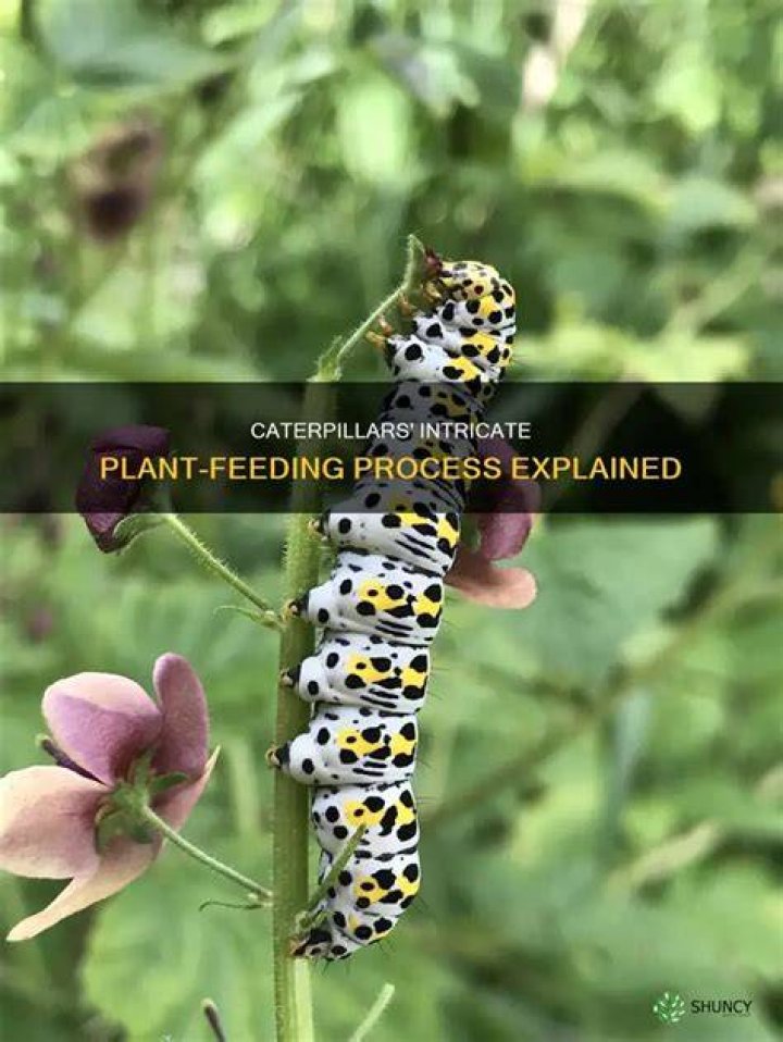 What do I feed caterpillars?