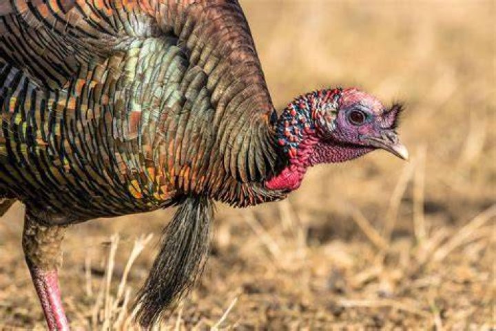 What do you call the beard on a turkey?