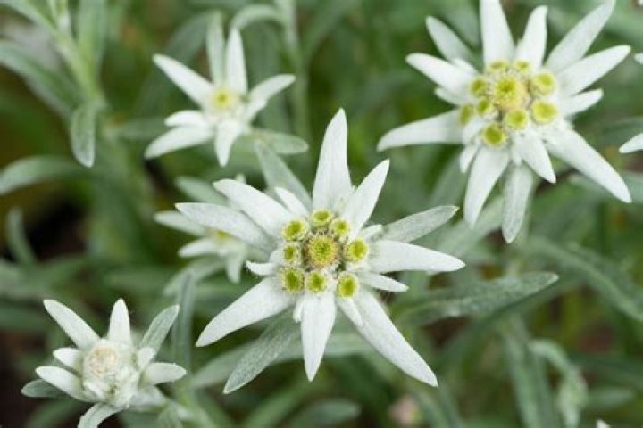 What does an edelweiss flower look like?