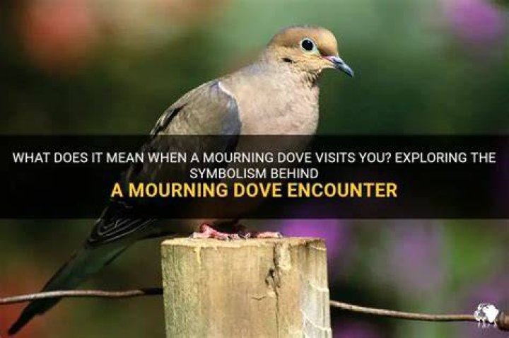 What does it mean when mourning doves visit you?
