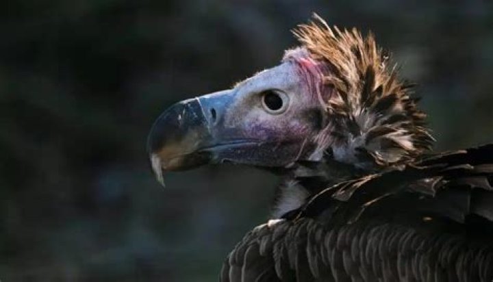 What eats a vulture?