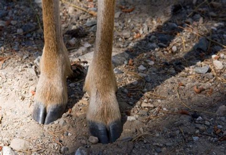 What is a deer foot?