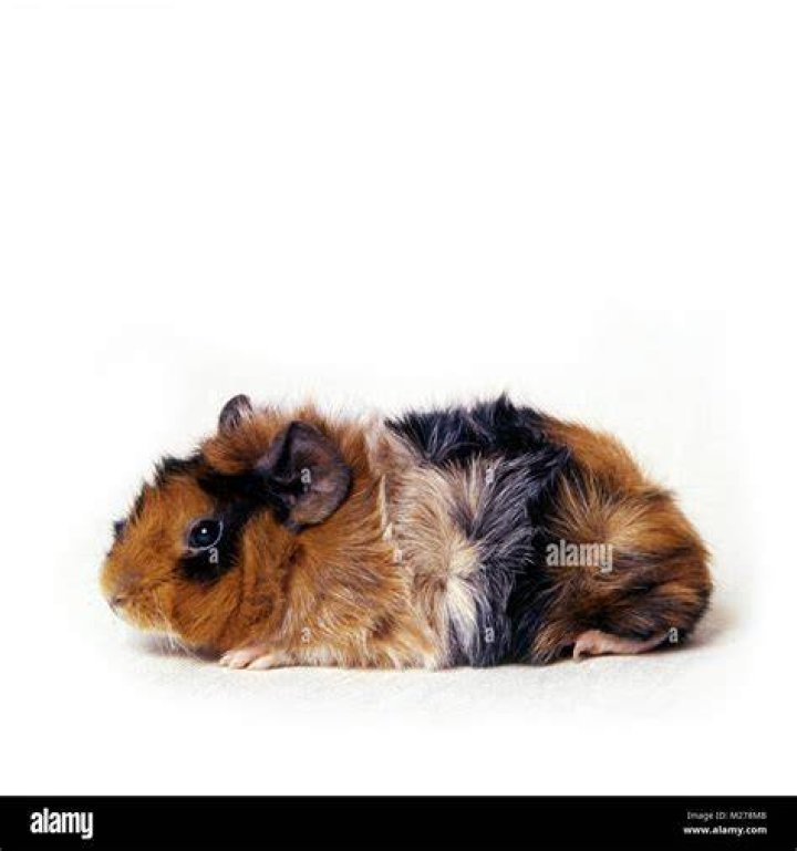 What is a roan guinea pig?
