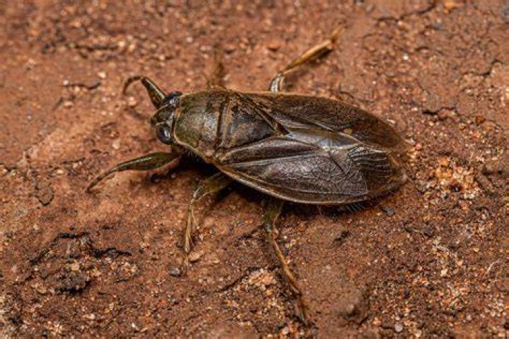 What is considered a bug?