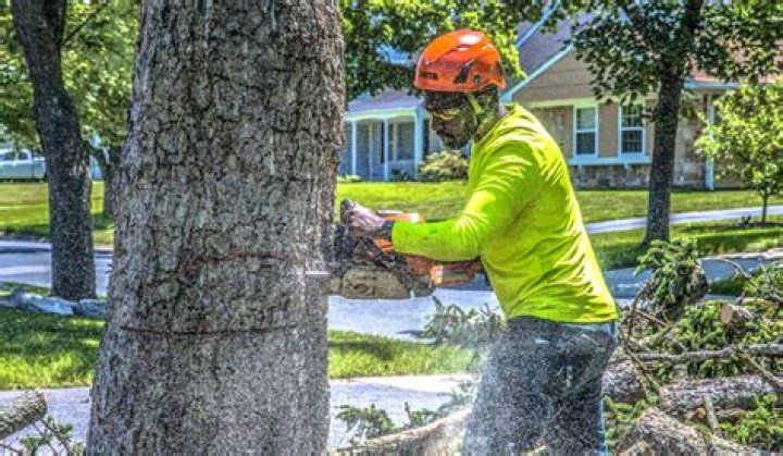 What is the job called when you cut down trees?