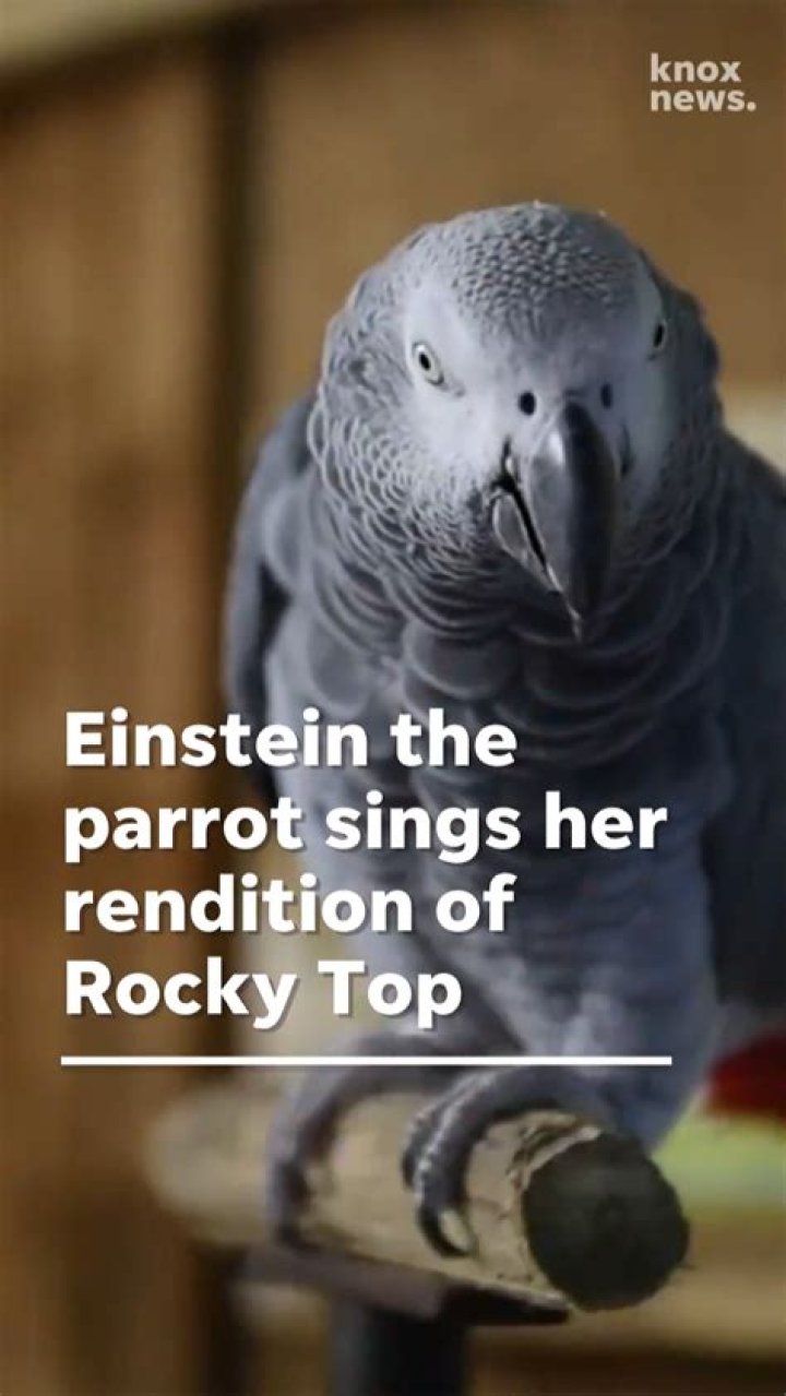 When did Einstein the parrot died?