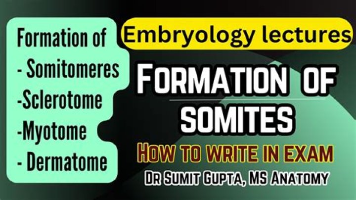 Where do somites develop from?