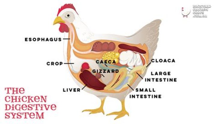 Where is a chicken’s stomach?