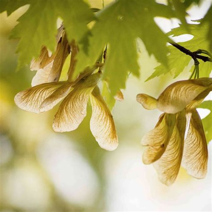 Which Maple trees have helicopters?