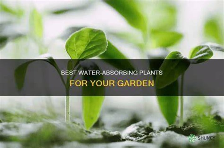Which plants absorb the most water?
