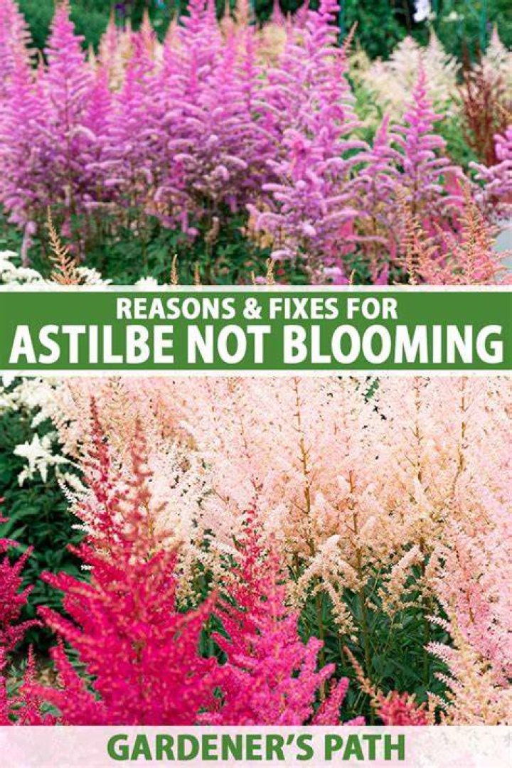Why are my astilbe not blooming?