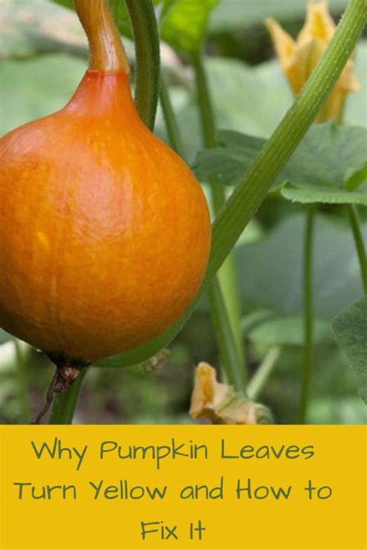 Why are my pumpkin vines splitting?