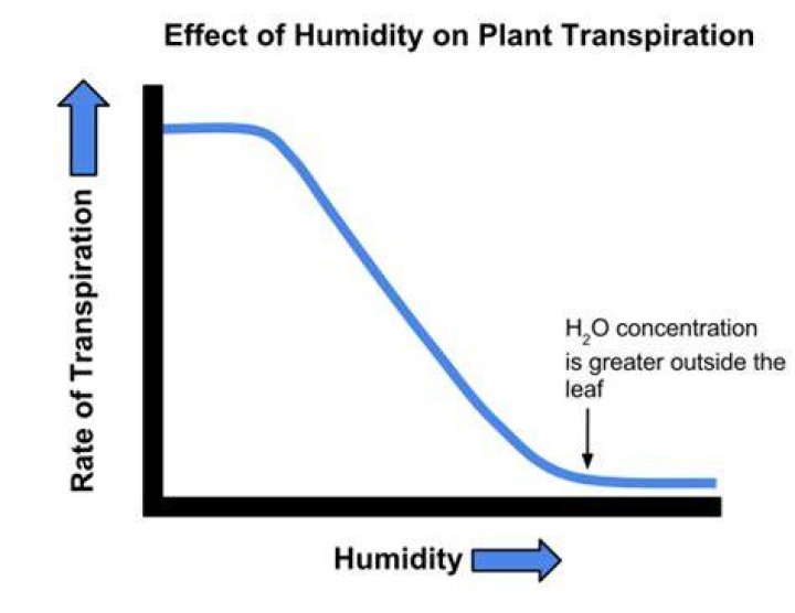 Why does high humidity slow down transpiration?